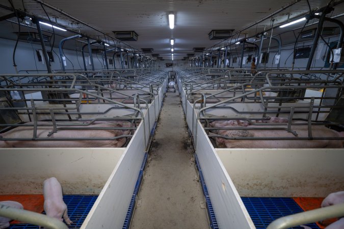 Looking down the aisle of a farrowing shed