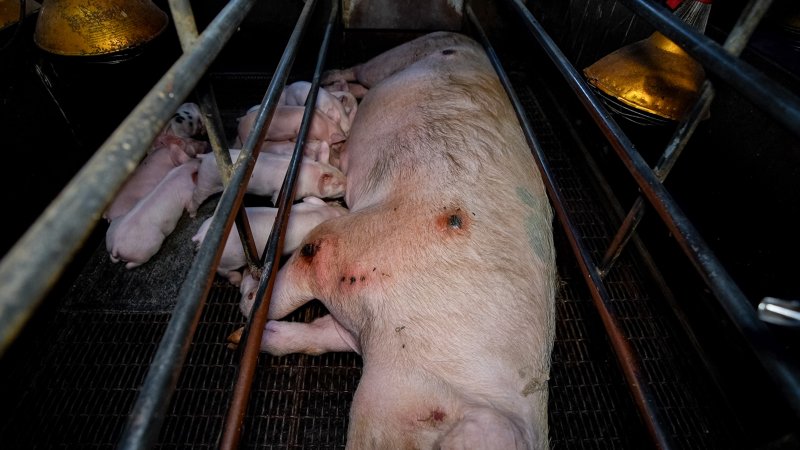 Sow with pressure sores in farrowing crate