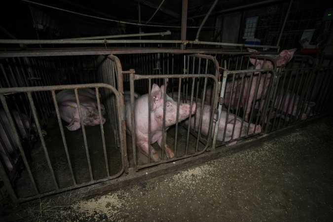 Sow in mating stall