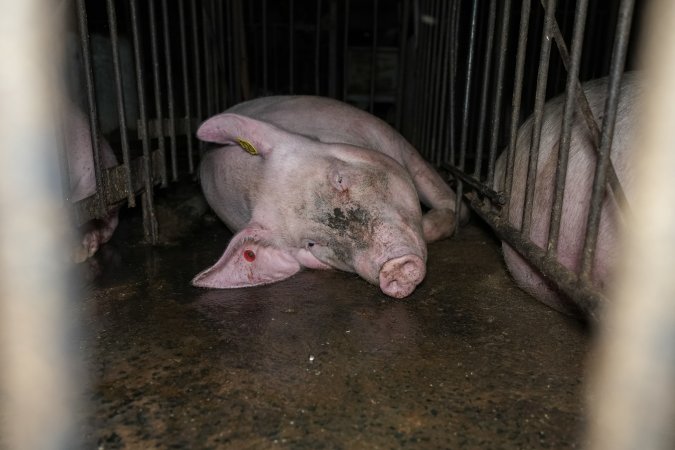 Close up of sow in mating stall