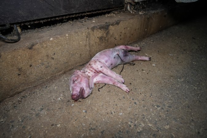 A dead piglet in the aisle of a farrowing shed