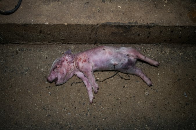 A dead piglet in the aisle of a farrowing shed