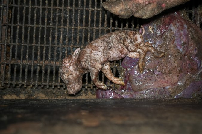 A stillborn piglet inside a farrowing crate