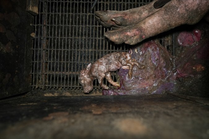 A stillborn piglet inside a farrowing crate