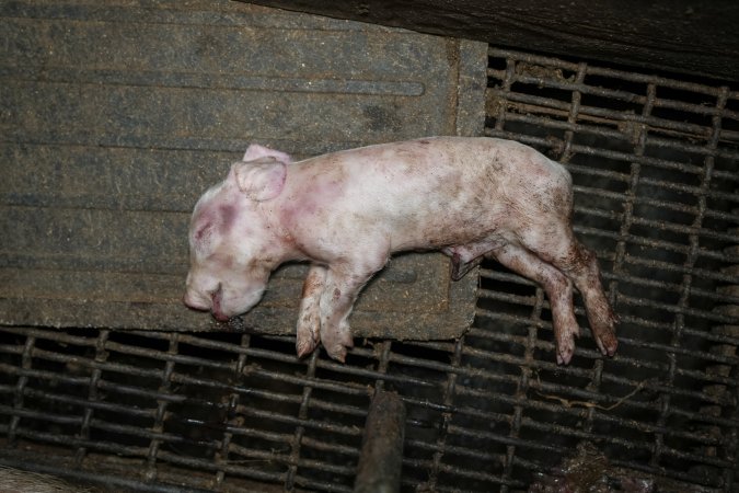 A dead piglet inside a farrowing crate