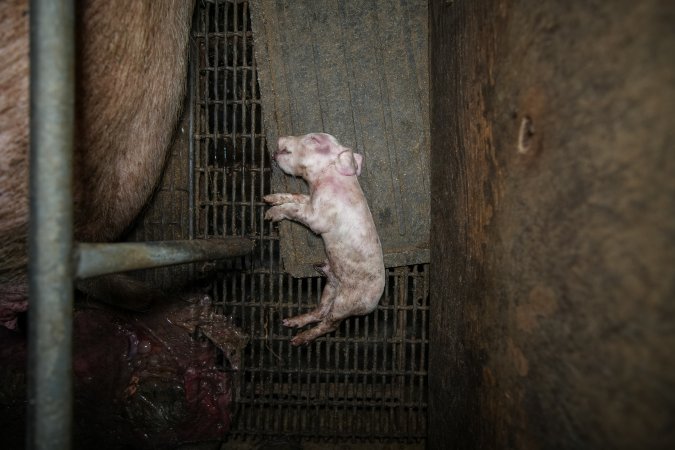 A dead piglet inside a farrowing crate