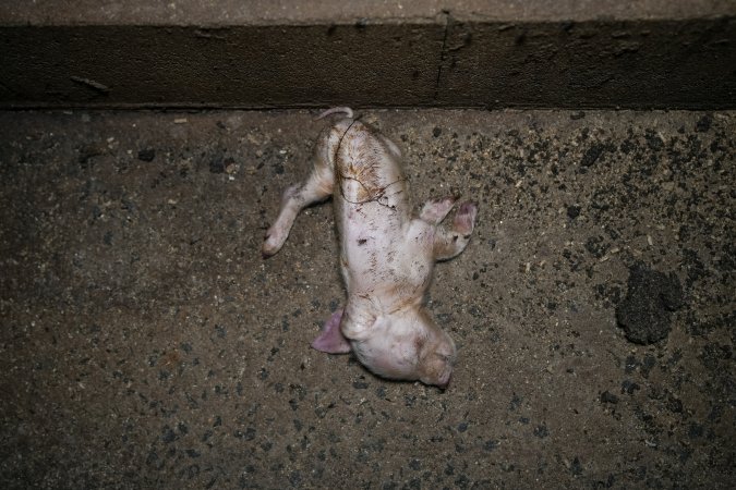 A dead piglet in the aisle of a farrowing shed