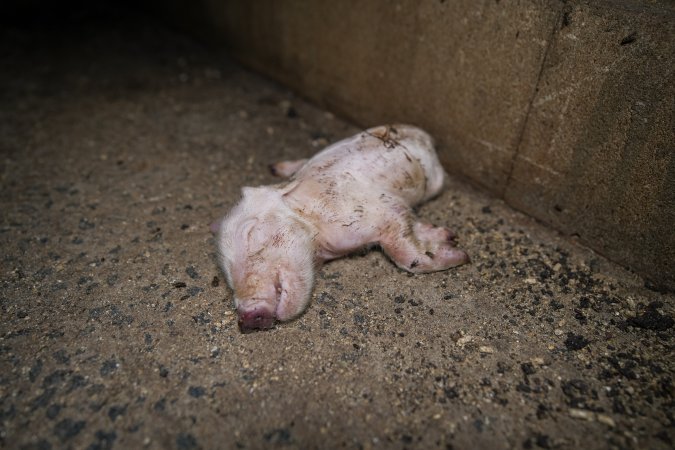 A dead piglet in the aisle of a farrowing shed