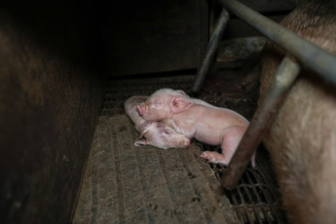 A piglet lying over a dead piglet in a farrowing crate