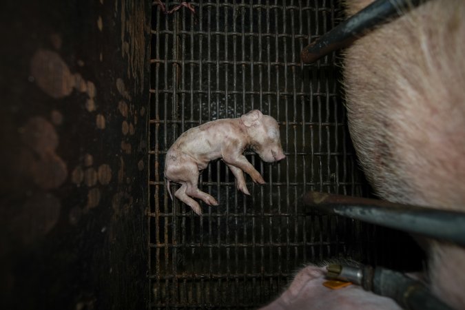 A dead piglet inside a farrowing crate