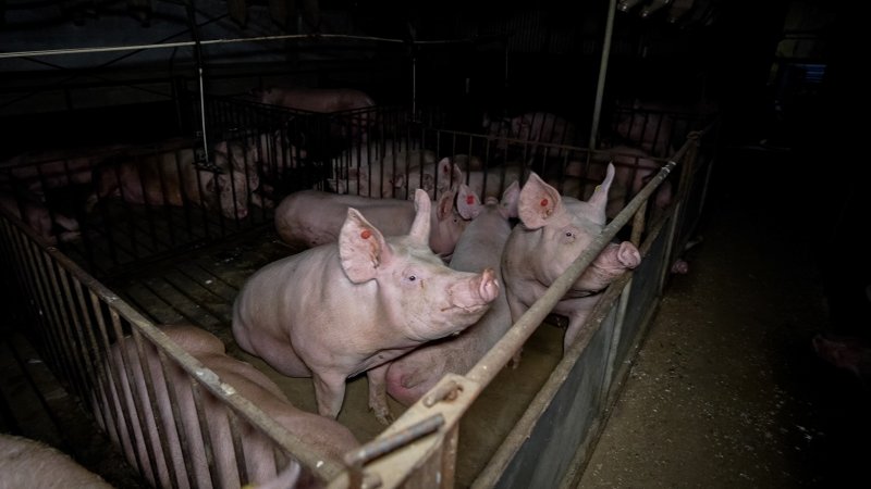 Sows in group housing