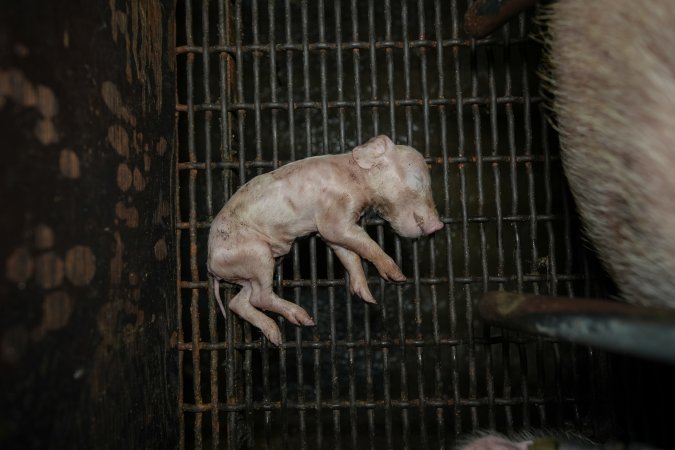 A dead piglet inside a farrowing crate