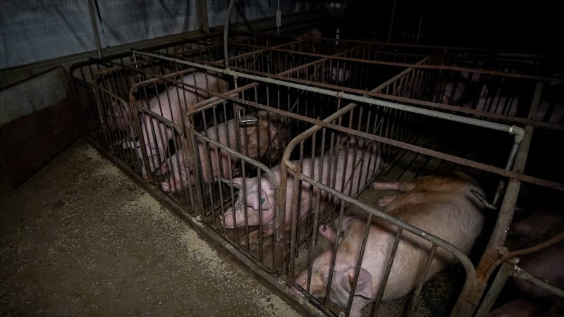 Sows in mating stalls