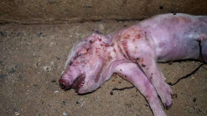 A dead piglet in the aisle of a farrowing shed