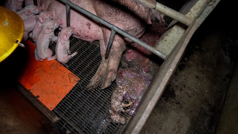 A stillborn piglet behind their mother in a farrowing crate