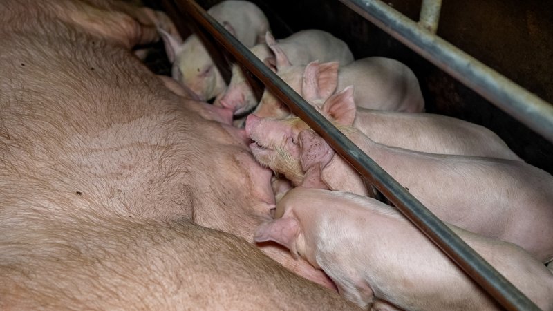 Piglets suckling from their mother in a farrowing crate