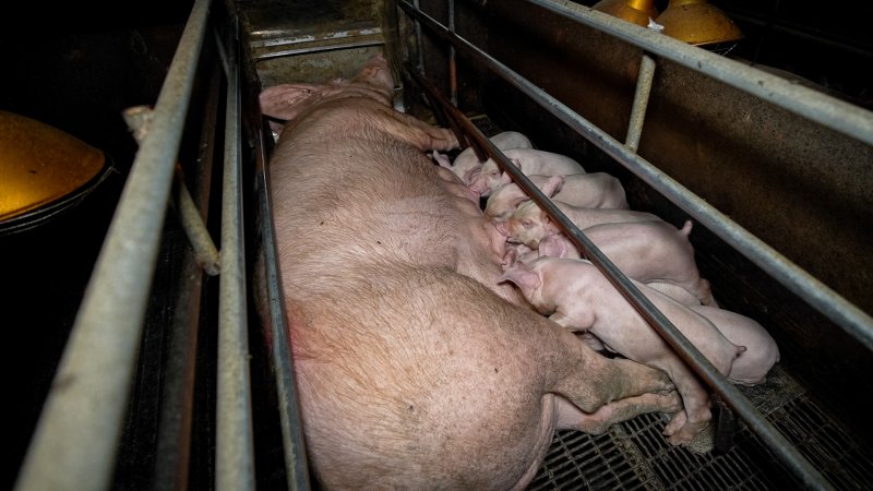 Piglets suckling from their mother in a farrowing crate