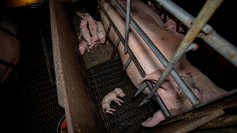 A dead piglet inside a farrowing crate