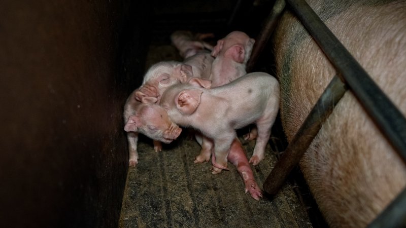 Piglets stepping on top of each other inside a farrowing crate