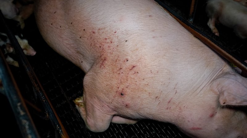 A sow with scratches inside a farrowing crate