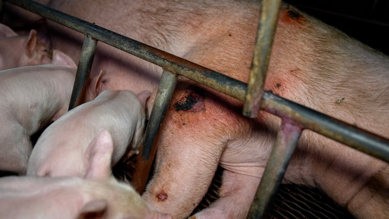 A sow with pressure sores inside a farrowing crate