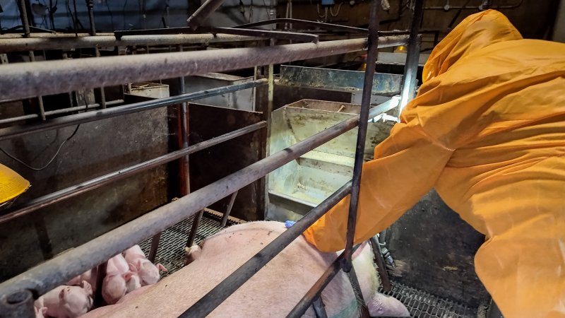 Investigator interacting with a sow in a farrowing crate