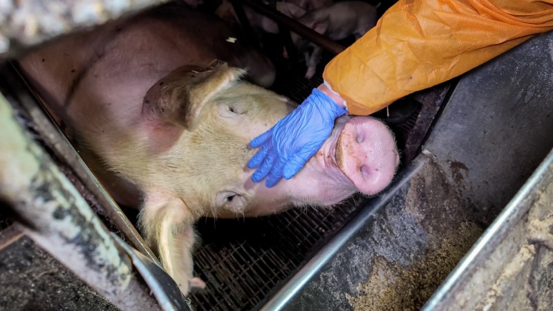 Investigator interacting with a sow in a farrowing crate