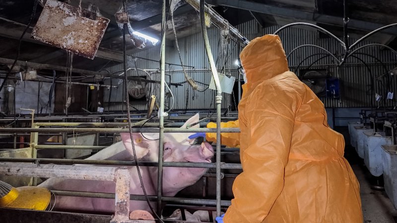 Investigator interacting with a sow in a farrowing crate