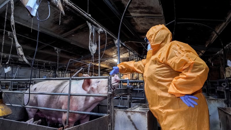 Investigator interacting with a sow in a farrowing crate