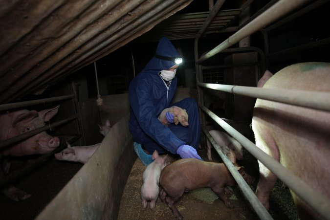 Investigator with piglets in farrowing crate