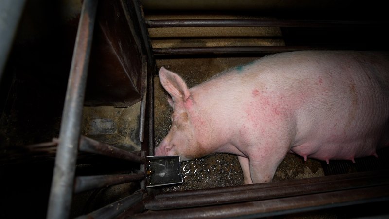 Sow in farrowing crate