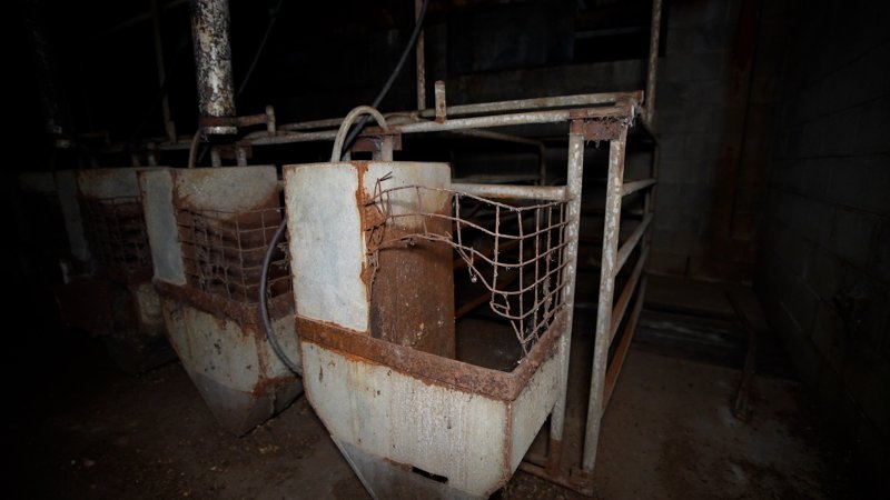 Empty and disused sow stalls