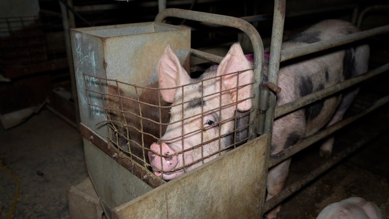 Sow in farrowing crate