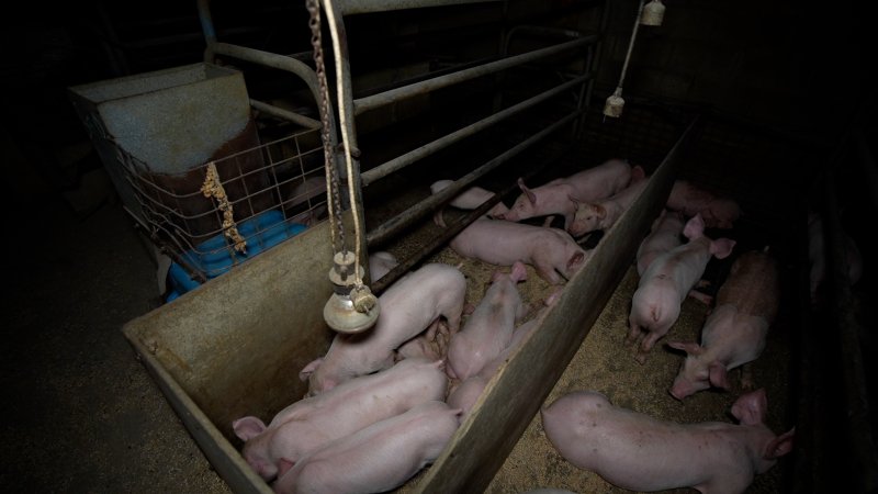 Piglets in farrowing crate without mother