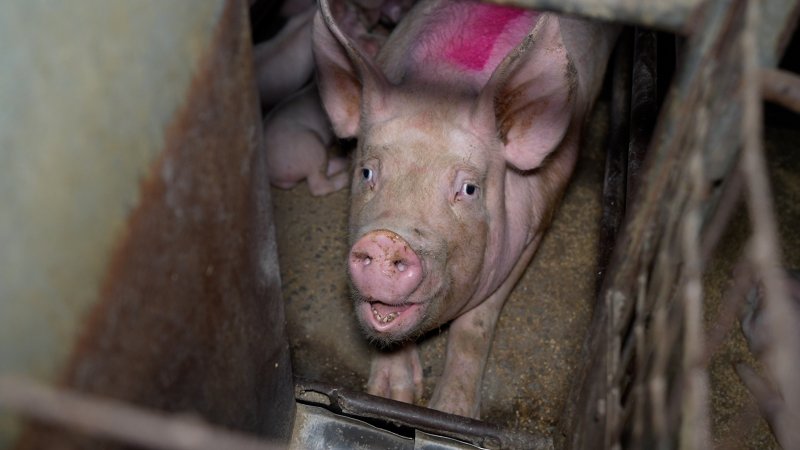 Sow in farrowing crate