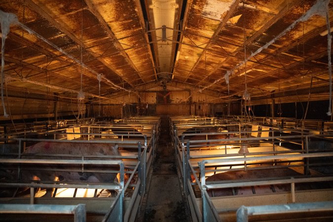 The inside of a farrowing shed