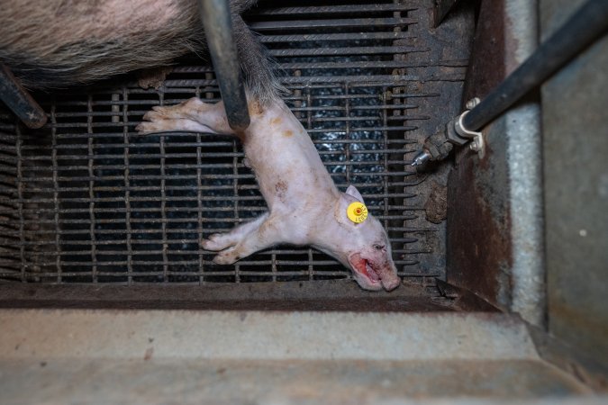 A dead piglet inside a farrowing crate