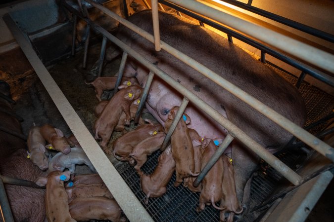 Piglets nursing from their mother in farrowing crate