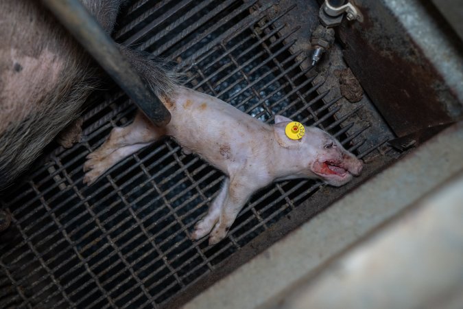 A dead piglet inside a farrowing crate