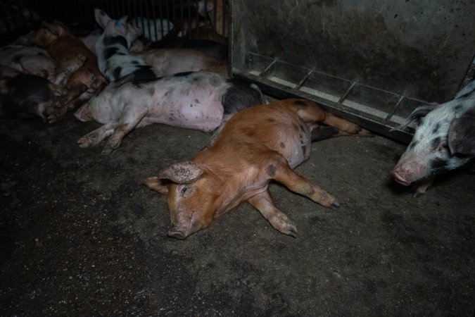 Pig lying in dirty pen