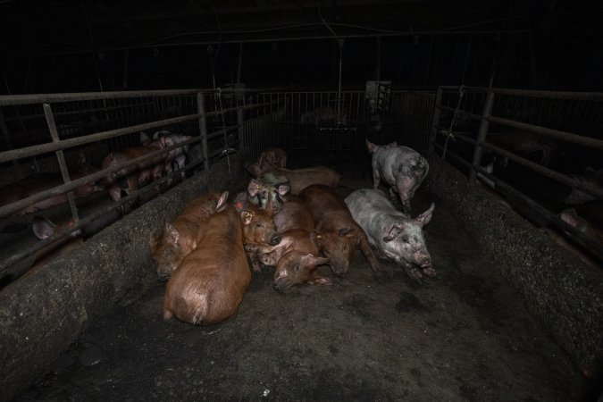 Pigs housed together in dirty group pens