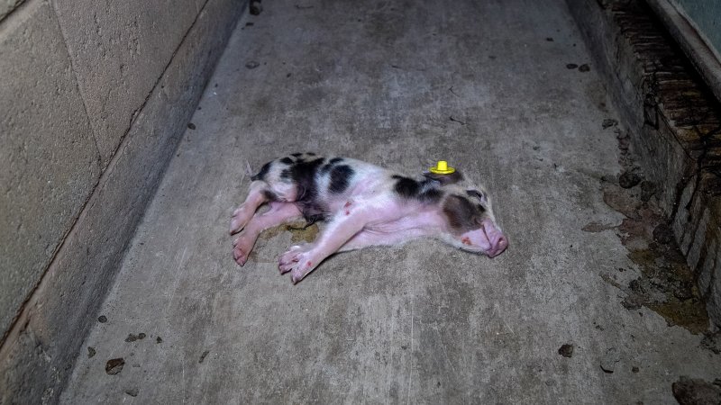 Dying piglet on the ground in farrowing shed