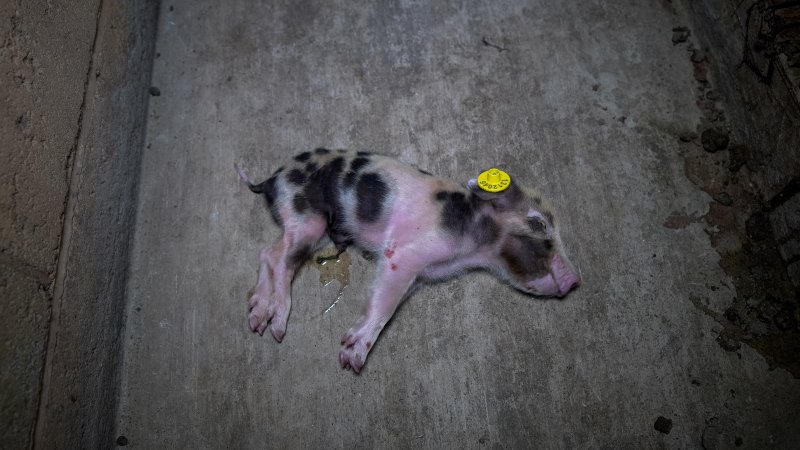 Dying piglet on the ground in farrowing shed