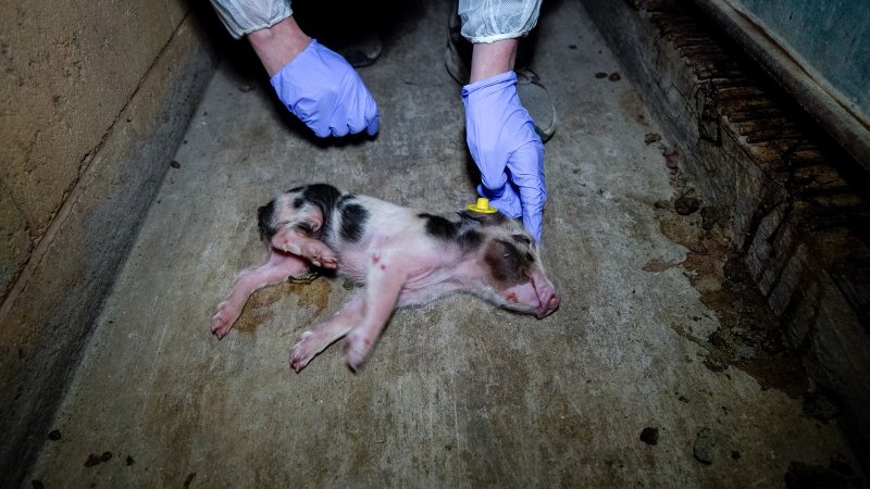 Investigator with dying piglet on the ground in farrowing shed