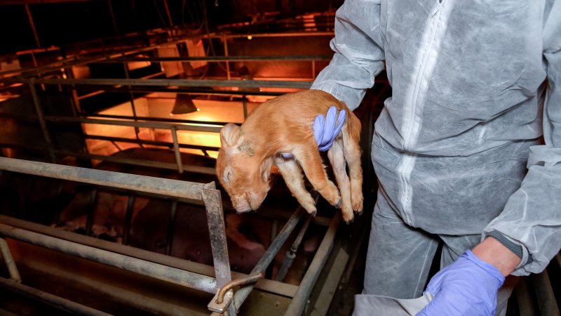 Investigator picks up dead piglet in farrowing shed