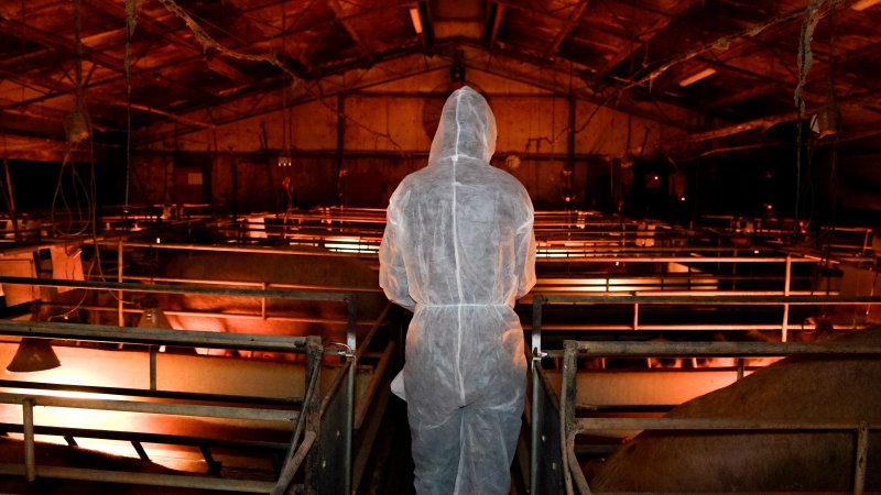 Investigator walks through farrowing shed