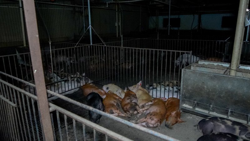 Pigs huddled together in filthy pen