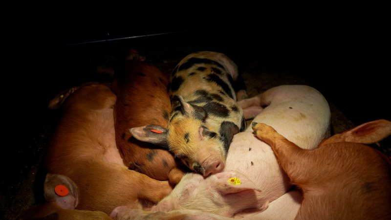 Weaner piglets sleeping together under heat lamp