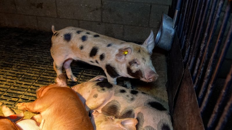 Weaner piglet in pen