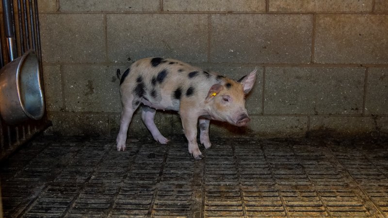 Weaner piglet in pen